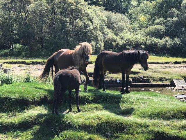 Down The Garden Path Vintage Caravan B&B , Dartmoor Newton Abbot Eksteriør bilde